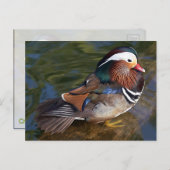 Mandarin Eend Briefkaart (Voorkant / Achterkant)