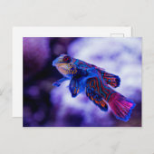 Mandarin Goby Fish Briefkaart (Voorkant / Achterkant)