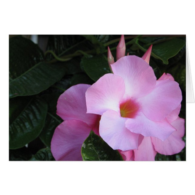 Mandevilla (Devant horizontal)