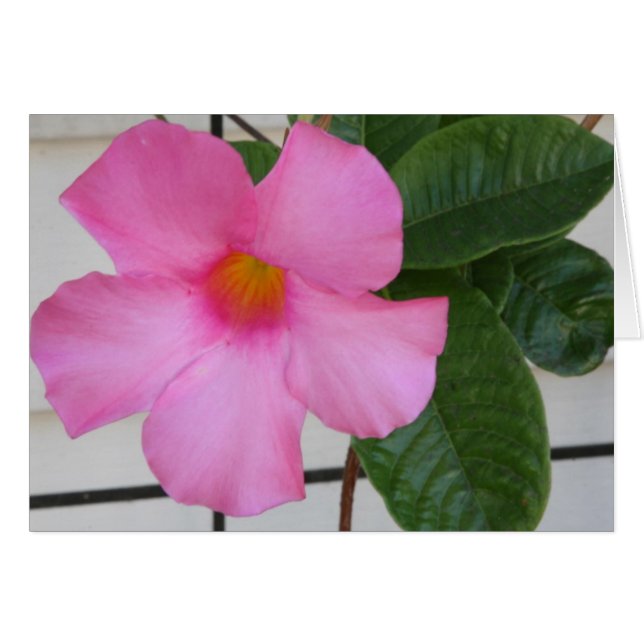 Mandevilla (Devant Horizontal)
