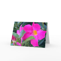 Mandevilla blanco notitiekaart