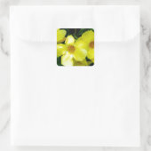 Mandevilla.JPG Vierkante Sticker (Tas)