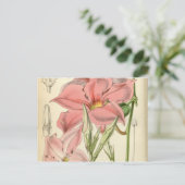 Mandevilla martiana briefkaart (Staand voorkant)