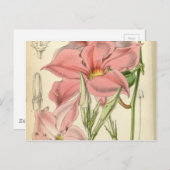 Mandevilla martiana briefkaart (Voorkant / Achterkant)