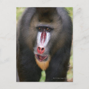 Mandril (Mandrillus sphinx) sluit af Briefkaart