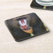 Mandril (Mandrillus sphinx) sluit af Onderzetter (Linkerzijde)
