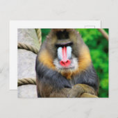 Mandrill 001 briefkaart (Voorkant / Achterkant)
