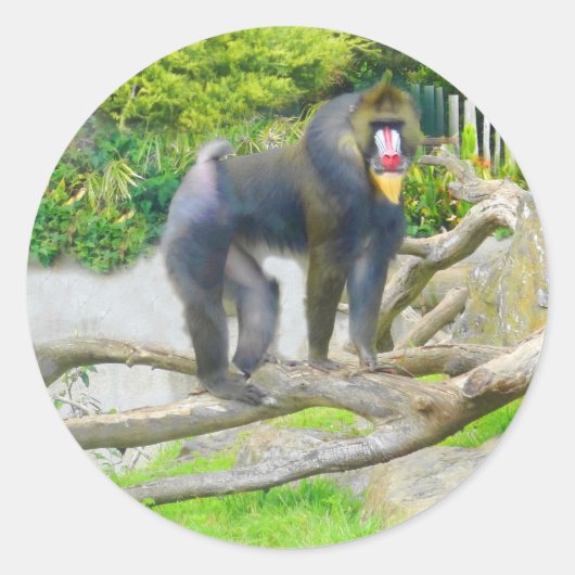 Mandrill #7 Sticker (Voorkant)