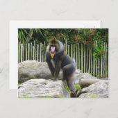 Mandrill #8 Briefkaart (Voorkant / Achterkant)