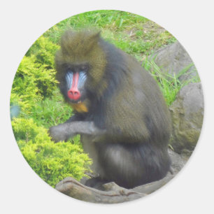 Mandrill #9 Sticker