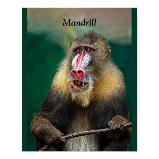 Mandrill, Afrikaanse aap Perfect Poster (Voorkant)
