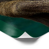 Mandrill, Afrikaanse aap Perfect Poster (Hoek)