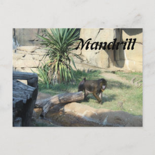 Mandrill Briefkaart