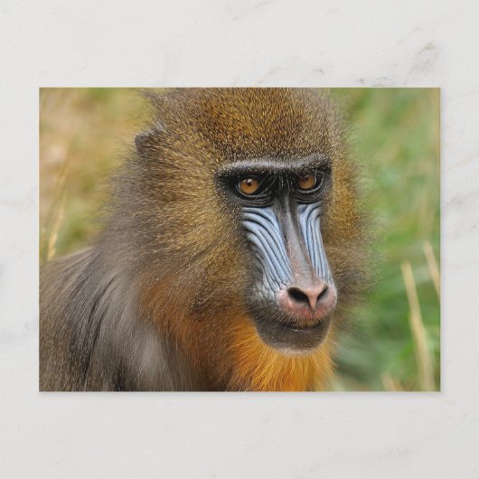 Mandrill Briefkaart (Voorkant)