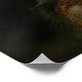 Mandrill Monkey Poster (Hoek)