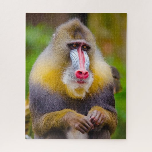 Mandrill Monkeys. Legpuzzel (Verticaal)