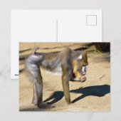 Mandrill op de grond feestdagenkaart (Voorkant / Achterkant)