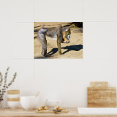 Mandrill op de grond poster (Keuken)