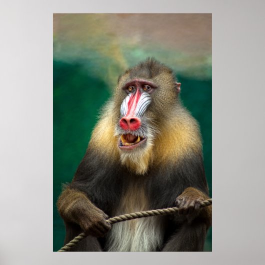 Mandrill Primate Portrait Poster (Voorkant)
