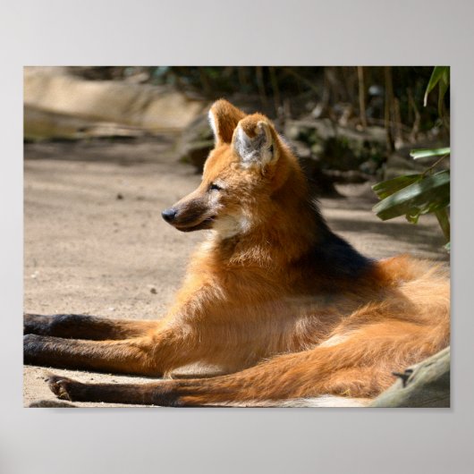 Maned Wolf ligt op de grond Poster (Voorkant)