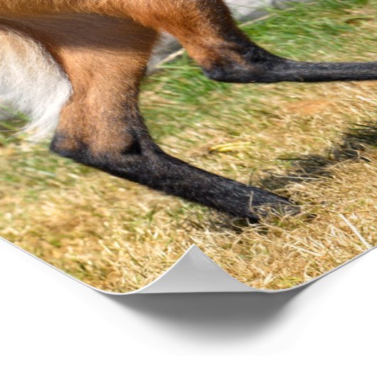 Maned Wolf loopt op gras Poster (Hoek)