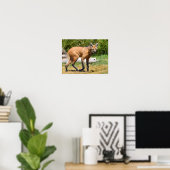 Maned Wolf loopt op gras Poster (Thuiskantoor)