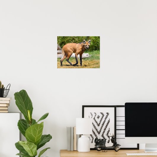 Maned Wolf loopt op gras Poster (Thuiskantoor)