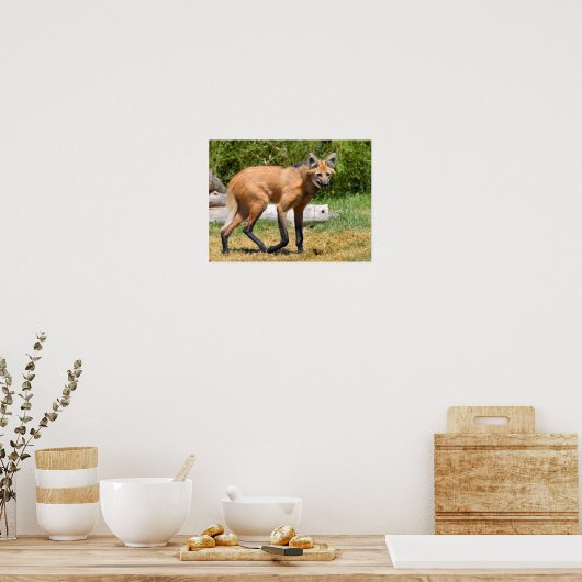 Maned Wolf loopt op gras Poster (Keuken)