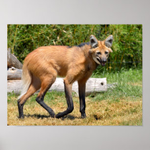Maned Wolf loopt op gras Poster