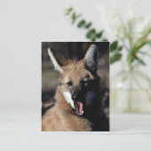 Maned wolf paaien briefkaart (Staand voorkant)
