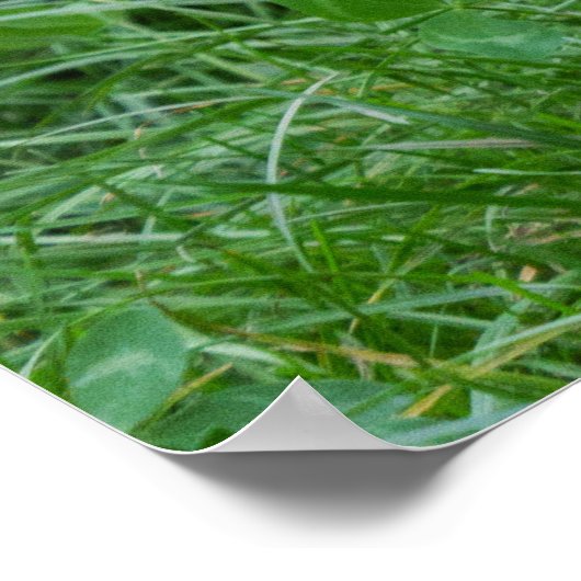 Maned Wolf Poster (Hoek)