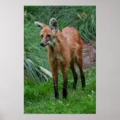 Maned Wolf Poster (Voorkant)