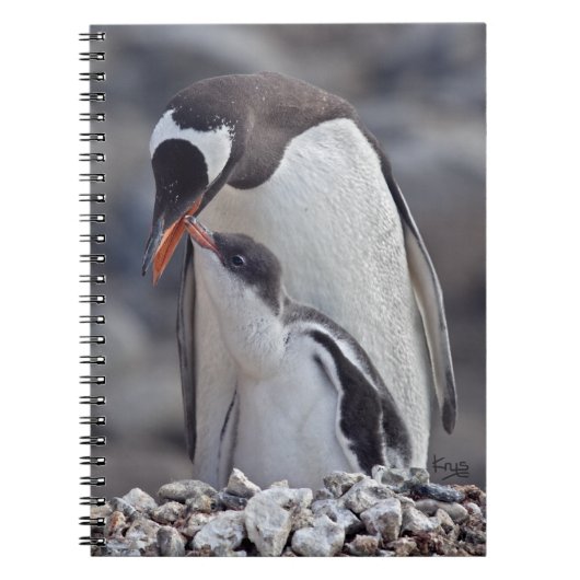 Manette Gentoo et cahier (Devant)