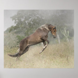 Mangalarga Marchador Stallion bij Liberty Poster