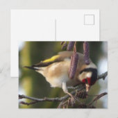 Mange Goldfinch do-it-yourself Carte postale (Devant / Derrière)