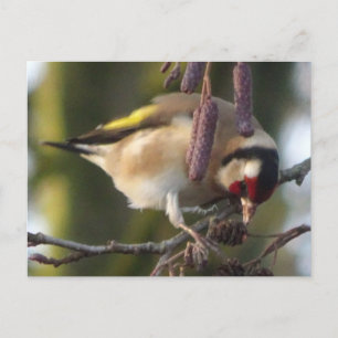 Mange Goldfinch do-it-yourself Carte postale