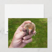 mangel tegen gras . jpg briefkaart (Voorkant / Achterkant)