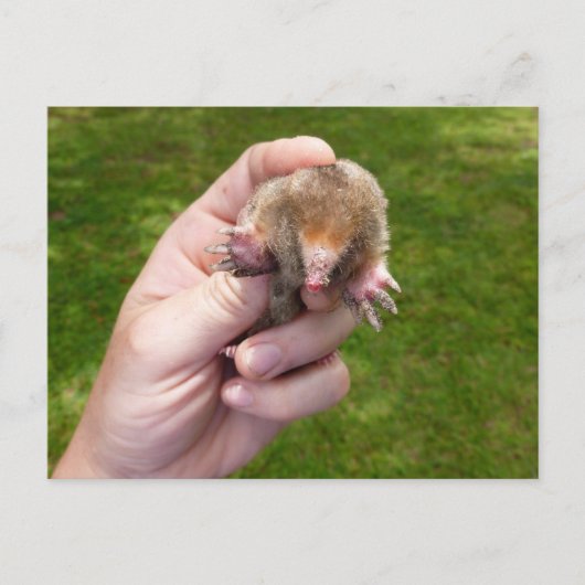 mangel tegen gras . jpg briefkaart (Voorkant)