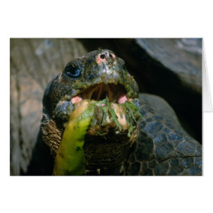 Mangeur désordonné