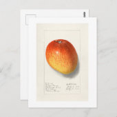  "MANGO" AMANDA ALMIRA NEWTON 1908 BRIEFKAART (Voorkant / Achterkant)