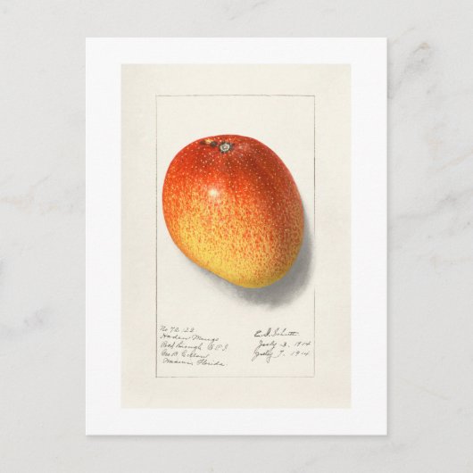  "MANGO" AMANDA ALMIRA NEWTON 1908 BRIEFKAART (Voorkant)