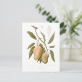 Mango Briefkaart (Staand voorkant)