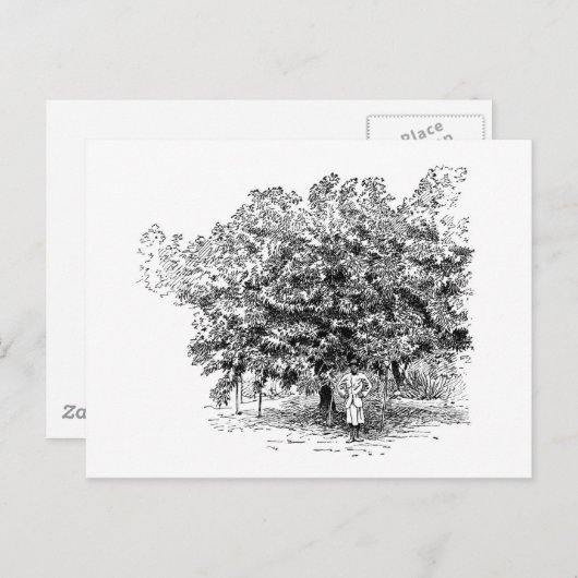 Mango Farmer Briefkaart (Voorkant / Achterkant)