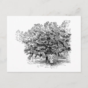 Mango Farmer Briefkaart