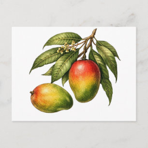 Mango Fruit Tak Vintagestijl  Briefkaart