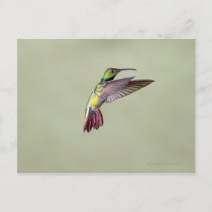 Mango Hummingbird Anthracocorax 2 Briefkaart