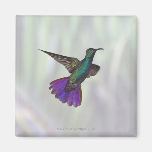 Mango Hummingbird Anthracocorax Magneet