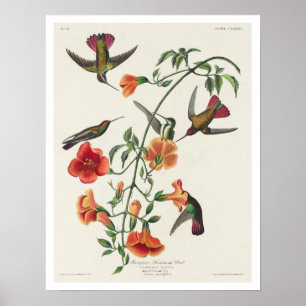 Mango Hummingbird by Audubon Poster