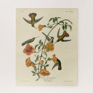 Mango Hummingbird van Audubon's Birds of America Legpuzzel