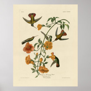Mango Hummingbird van Audubon's Birds of America Poster